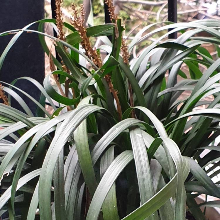 Plant image Liriope muscari 'Royal Purple'