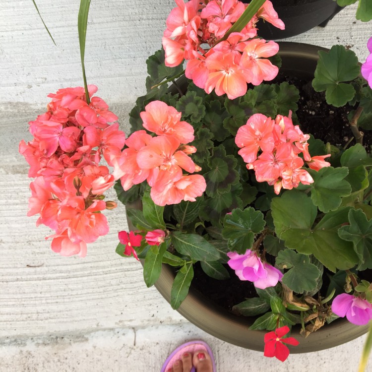 Plant image Pelargonium 'Contrast'