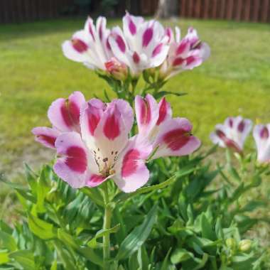 Marie's garden