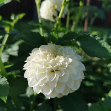Marie's garden