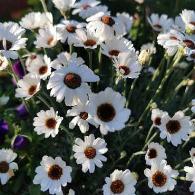 Marie's garden