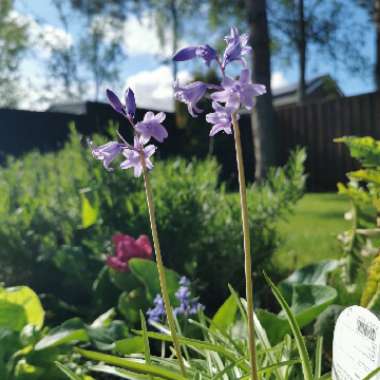 English Bluebell