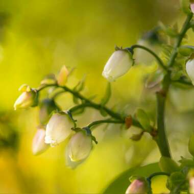 Marie's garden