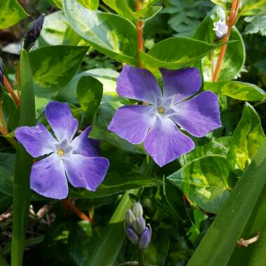 Greater Periwinkle
