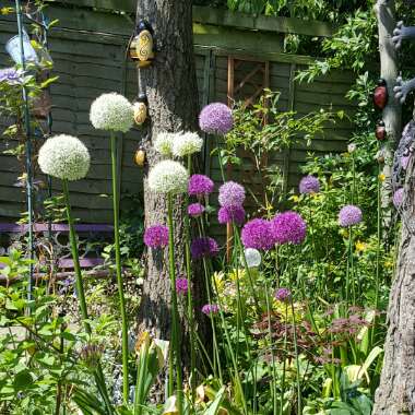 Allium 'White Giant'