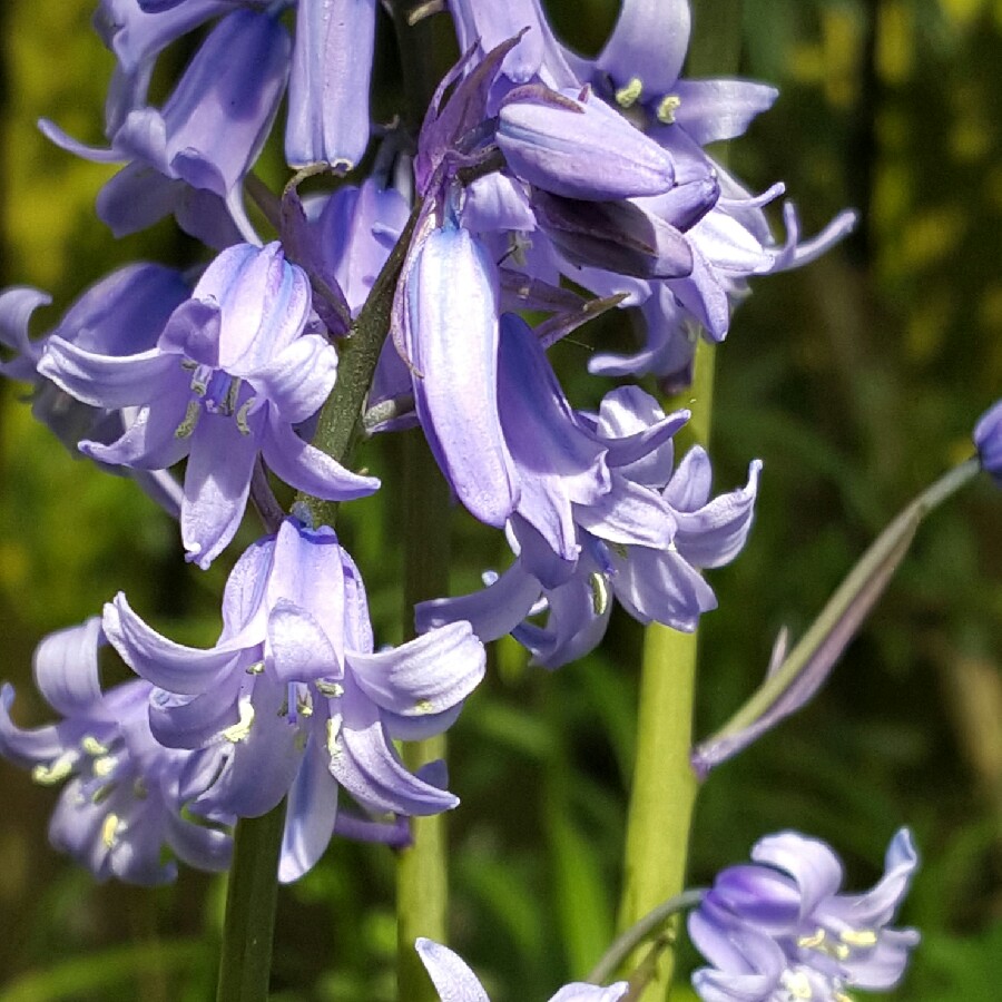 plant image 74370 plant image 74370