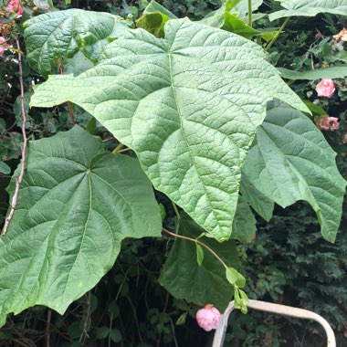 Marie's garden