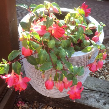 Marie's garden