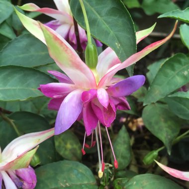 Marie's garden