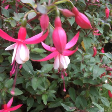Marie's garden