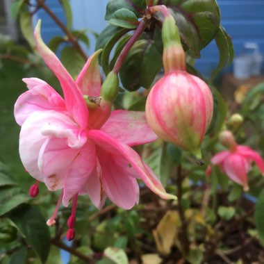 Marie's garden