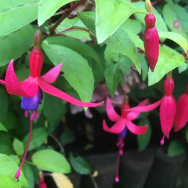 Marie's garden