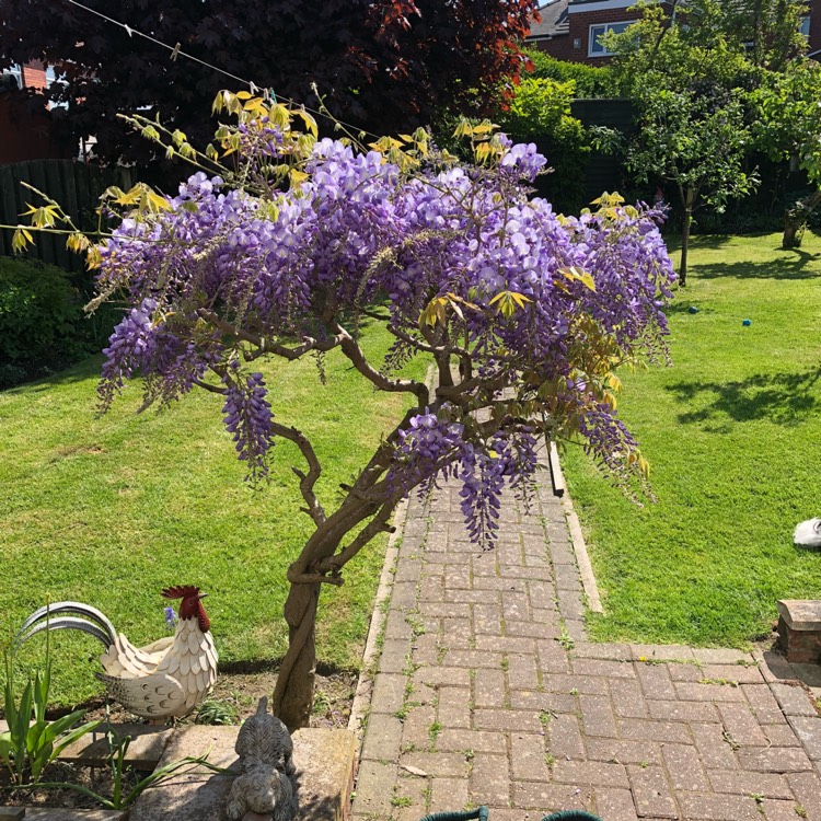 plant image 699370
