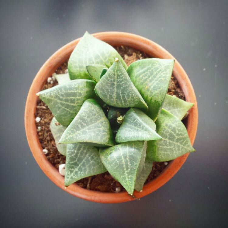 plant image 862715