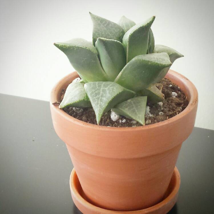 Plant image Haworthia Prickly Pete