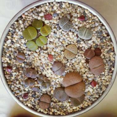Living Stones