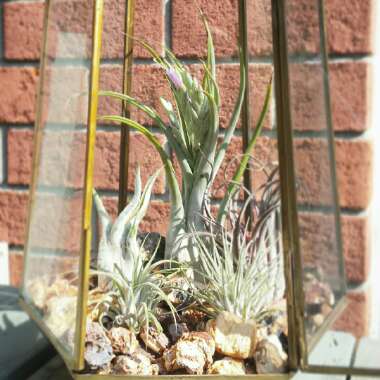 Airplant