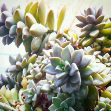Sedum