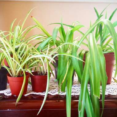 Spider Plant 'Hawaiian'