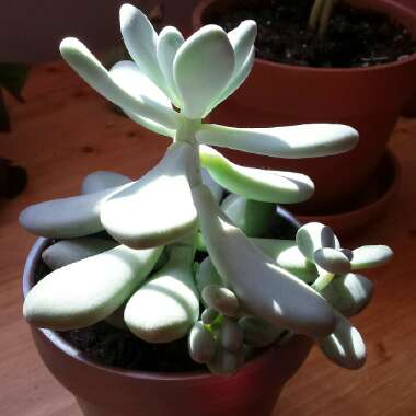 Pachyphytum 'Moonstones'