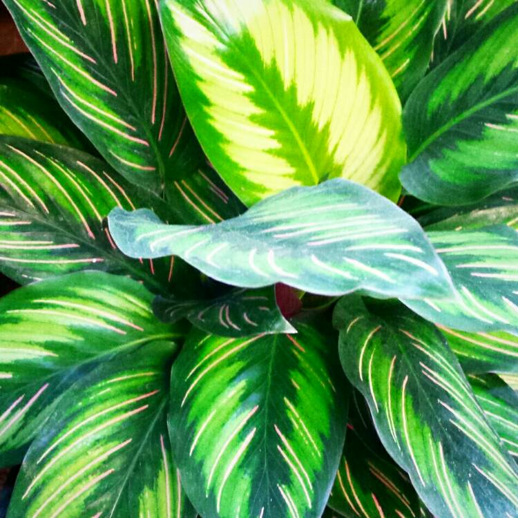 plant image 868115 plant image 868115