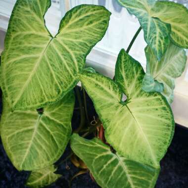 Arrowhead Vine 'White Butterfly'