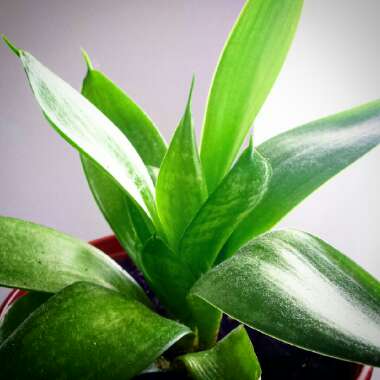 Sansevieria