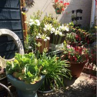 Marie's garden