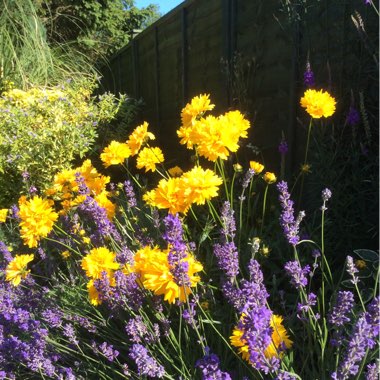 Marie's garden