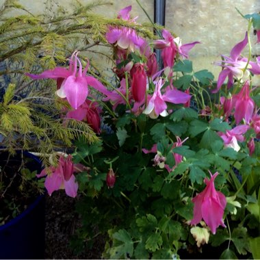 Marie's garden