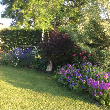 Marie's garden