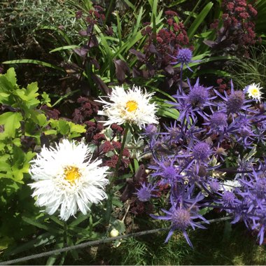 Marie's garden