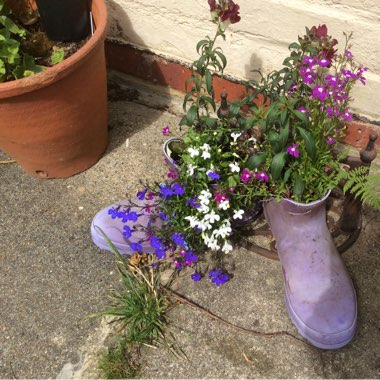 Marie's garden