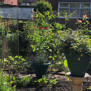 Marie's garden