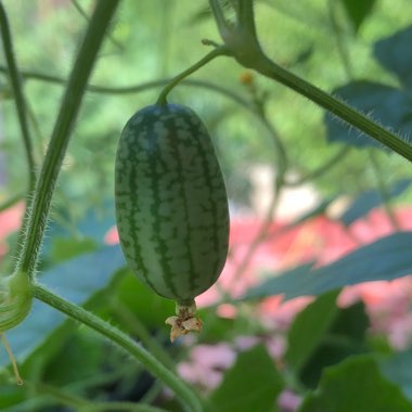 Marie's garden