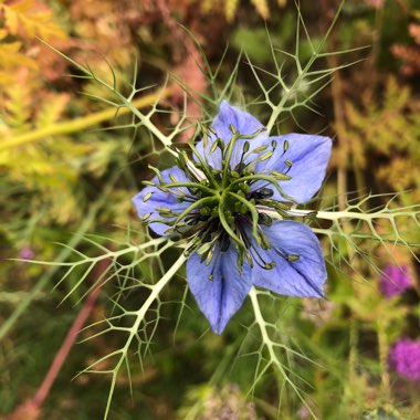 Marie's garden