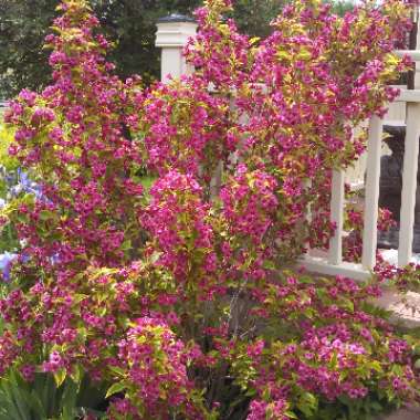 Mariella's garden
