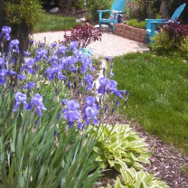 Mariella's garden