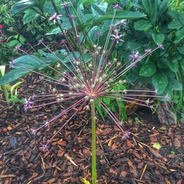 Allium (Species) Schubert's Allium
