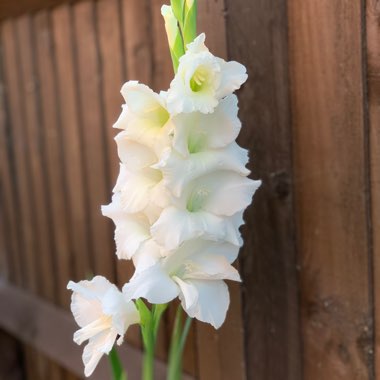 Marie's garden