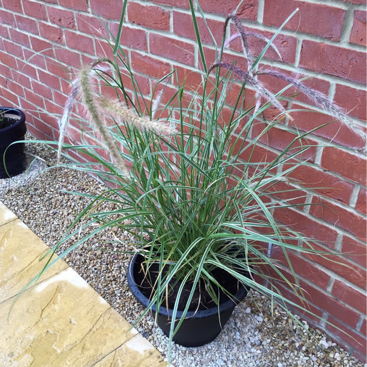 Plant image Pennisetum alopecuroides 'Weserbergland'