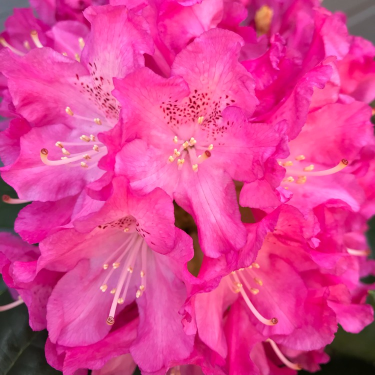 Plant image Rhododendron 'Pink Lady'