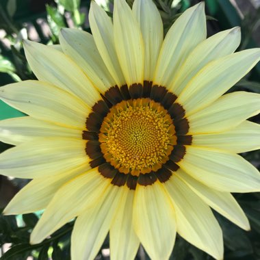 Marie's garden