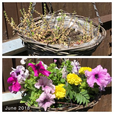 Marie's garden