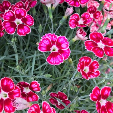 Marie's garden