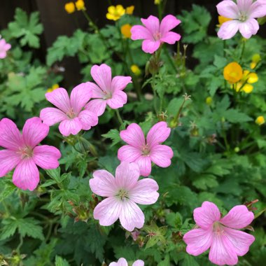 Marie's garden
