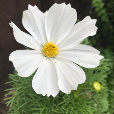Marie's garden