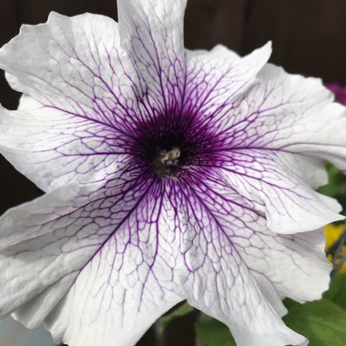 Marie's garden
