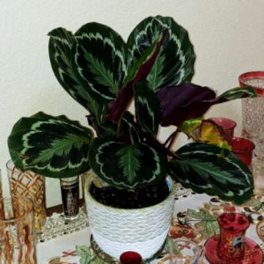 Calathea roseopicta 'Medallion'