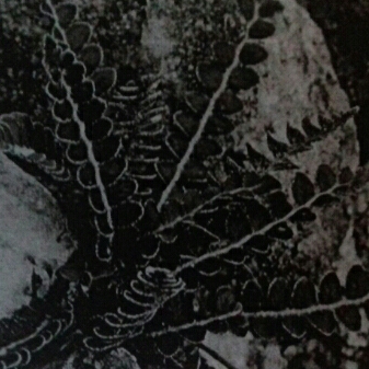plant image 209852